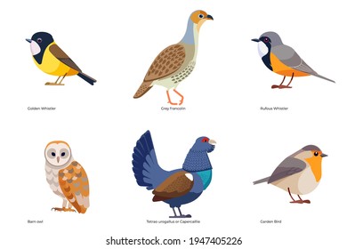 Set of birds vector: Golden Whistler, Rufous Whistler, Barn owl, Grey francolin, Tetrao urogallus, Capercaillie, Garden Bird, wildlife birds cartoon, flat style birds Illustration isolated on white.