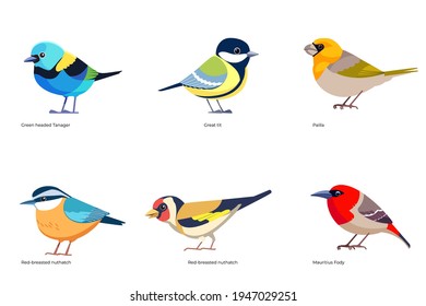 Set of birds vector: Green headed Tanager, Great tit, Palila, Red-breasted nuthatch, European goldfinch, Mauritius Fody, forest wild birds cartoon, flat style birds Illustration isolated on white.