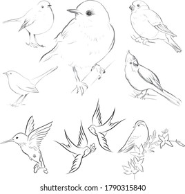 Set of birds, vector illustration
