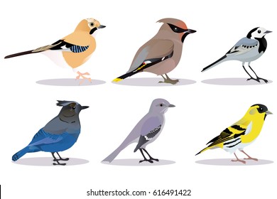 Set of birds vector illustration