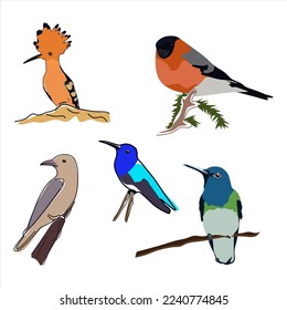 Set of birds vector illustration. collection birds. Colibri, Hoopoe, Bullfinch, hummingbird and Florida. Birds isolated on white background. vector illustration