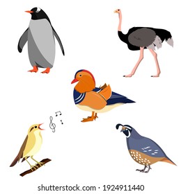 a set of birds. The vector is isolated on a white background. penguin, ostrich, mandarin duck, nightingale, quail.