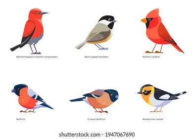 Set of birds vector: Northern cardinal, Bullfinch, Black-capped chickadee, Apapane Hawaiian Honeycreeper, Blackburnian warbler, forest birds cartoon, flat style birds Illustration isolated on white