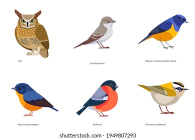 Set of birds vector: Owl, Gray flycatcher, Rufous-bellied niltava, Blue-fronted redstart, Bullfinch, Firecrest or goldcrest, forest birds cartoon, flat style birds Illustration isolated on white.