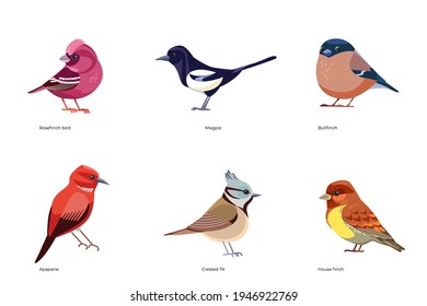 Set of birds vector: Rosefinch, Magpie, Bullfinch, Apapane Hawaiian honeycreeper, Crested Tit, House finch, forest wild birds cartoon, flat style birds Illustration isolated on a white background.