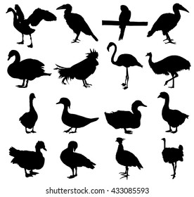 Set of birds vector silhouette illustration isolated on white background.