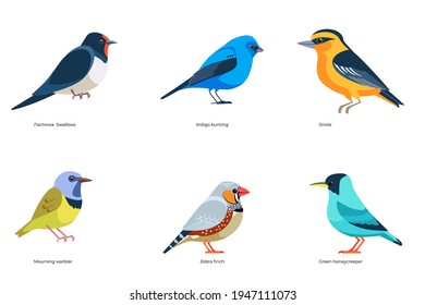 Set of birds vector: Swallows, Indigo bunting, Oriole, Mourning warbler, Zebra finch, Green honeycreeper, wildlife forest birds cartoon, flat style birds Illustration isolated on white background.