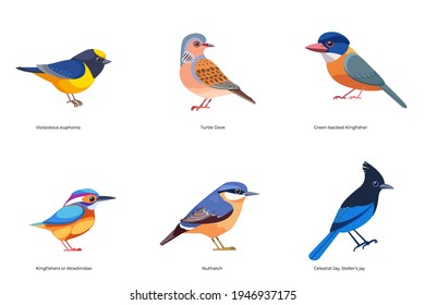 Set of birds vector: Turtle Dove, Green-backed Kingfisher, Alcedinidae, Nuthatch, Celestial Jay, Violaceous Euphonia, forest wild birds cartoon, flat style birds Illustration isolated on a white.