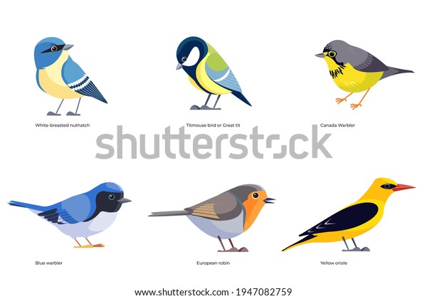 Set of birds vector: White-breasted nuthatch,\
Titmouse, Great tit, Canada Warbler, Blue warbler, European robin,\
Yellow oriole, forest birds cartoon, flat style birds Illustration\
isolated on white.