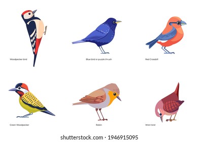 Set of birds vector: Woodpecker, Bluebird or purple thrush, Red Crossbill, Green Woodpecker, Robin, Wren bird, forest wild birds cartoon, flat style birds Illustration isolated on a white background.