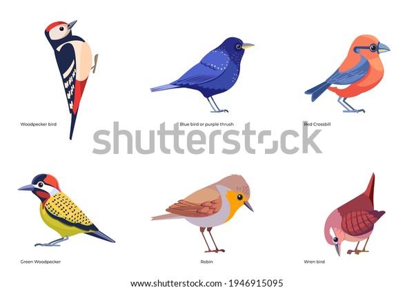 Set of birds vector: Woodpecker, Bluebird or\
purple thrush, Red Crossbill, Green Woodpecker, Robin, Wren bird,\
forest wild birds cartoon, flat style birds Illustration isolated\
on a white background.
