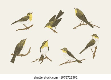 Set with birds. Willow warblers on the branches. Vector vintage illustration.