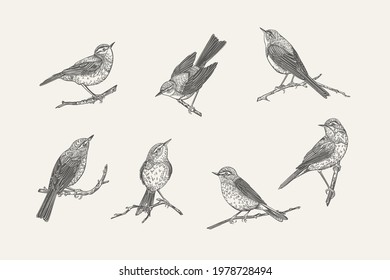 Set with birds. Willow warblers on the branches. Vector vintage illustration. Engraving. Black and white graphics. 