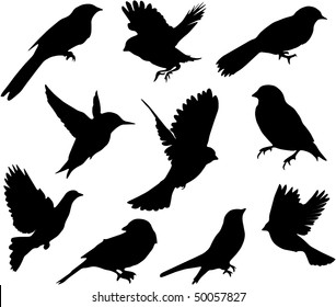 Set Birds.Vector