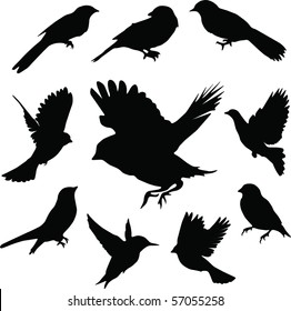 Set Birds.Vector