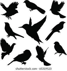 Set Birds.Vector