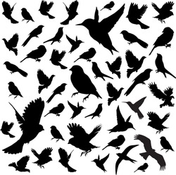 Set Birds.Vector Illustration