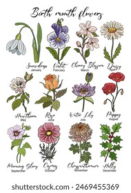 Set of Birth month flowers colored line art vector illustrations. Snowdrop, violet, hawthorn, rose, daisy, poppy, cosmos, water lily, chrysanthemum drawings for tattoo, logo, wall art.