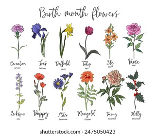 Set of Birth month flowers colored outline vector drawing. Carnation, iris, daffodil, tulip, lily, rose, poppy, aster, larkspur, peony, holly, marigold isolated illustration for tattoo, logo, wall art