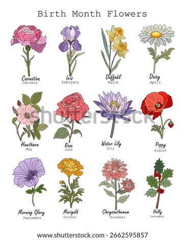 Set of Birth month flowers colored outline vector drawing. Carnation, iris, daffodil, daisy, water lily, rose, poppy, holly, marigold, hawthorn isolated illustration for tattoo, logo, wall art