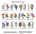 Set of birth month flowers colorful vector drawing