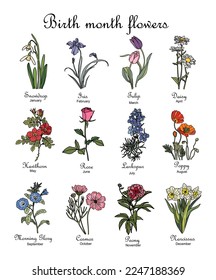 Set of birth month flowers colorful vector illustrations. Daisy, rose, larkspur, poppy, peony, narcissus, snowdrop, tulips, hawthorn, morning glory hand drawn design for logo, tattoo, packaging, cards