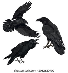 Set of black birds crows Corvus corax in different poses stand, croak and fly. Wild birds of nature and cities. Realistic vector animal