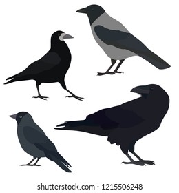 Set of black birds. Raven, hooded crow, rook and jackdaw. Vector illustration.