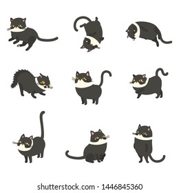 set black cat, auspicious Thai cat