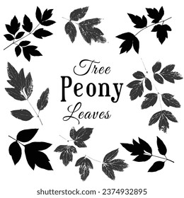 Set with the black colored group of live imprinted peony leaves. Real live tree peony leaves. Herbarium with textured imprints and silhouettes of intricate woody peony leaves.