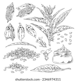 Set of black contour sketch sesame. Glass jar sesame oil, plant with leaves, capsules, seeds and flowers. Vector isolated engraved hand drawn illustrations on white. Agricultural healthy plant