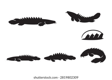 Set black crocodile 