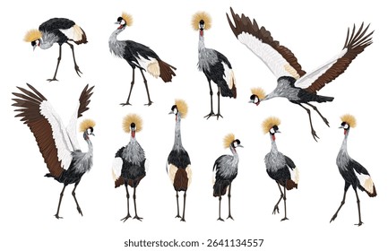 Set of Black crowned crane Balearica pavonina. Wild bird of Africa. Realistic vector animal