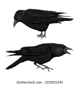 Set of black crows. Wild birds of nature and cities. realistic vector animal