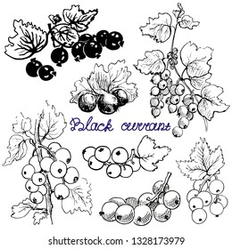 Set black currants. Hand drawn, graphics elements ,black and white sketch