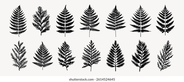 Set of black fern silhouettes, showcasing diverse fern leaf patterns. Each fern leaf silhouette is unique, highlighting fern diversity in nature. Element vector set.