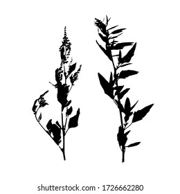 Set of black field grass silhouettes. Decorative grass isolated elements on a white background. Suitable for design postcards, patterns. Stock vector illustration.
