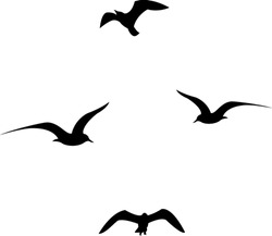Set Of Black Flying Seagull Silhouettes On White Background.