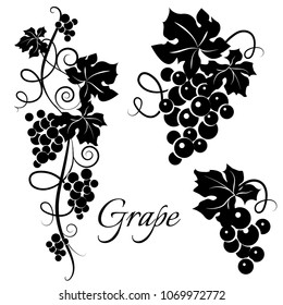 
Set of black grapevine silhouettes. Vine design. Vector illustration.