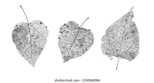 Set Of Black Gray Skeletons Leaves On White Background. Fallen Foliage For Autumn Designs. Natural Leaf Aspen And Birch. Vector Illustration.