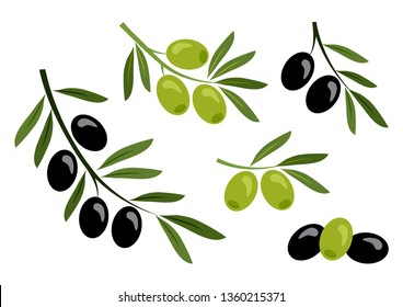 Set of black and green olives, branch olives. Vector illustration