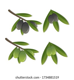 Conjunto de aceitunas negras y verdes. Ilustración del vector