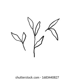 Set of black hand drawn contour leaves isolated on white background. Decorative elements for cosmetic, hygiene products, tea, design. Vector illustration.
