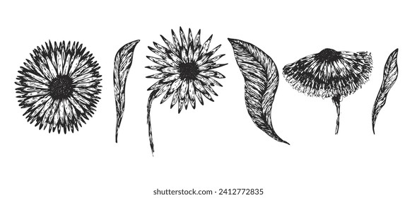 Set of black hand drawn sketch abstract daisy flowers and leaves. Beautiful vector floral symbols for greeting cards design, wedding and birthday decoration, sticker, logo