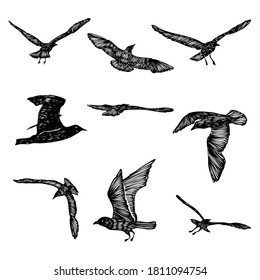Set of black hand drawn strokes birds seagulls, flock. Drawing sketch of sea birds. On white background. Inspirational for body or skin tattoo ink. Vector.