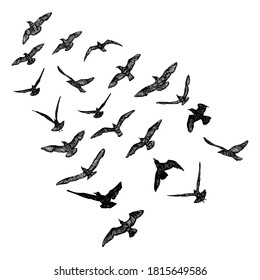 Set of black hand drawn strokes birds seagulls, flock. Drawing sketch of sea birds. On white background.  Inspirational concept for skin ink tattoo of sea birds. Vector.