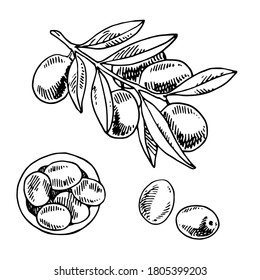 Conjunto de ilustración vectorial dibujada a mano negra. Colección de ramas de olivo con fruto de oliva, cuenco de aceitunas y aceitunas aisladas sobre fondo blanco