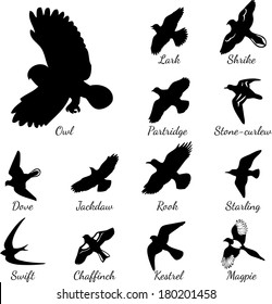 Set of black isolated vector silhouettes of birds. 
Vector illustration. 
Lark, Shrike, Owl, Partridge, Stone-curlew, Dove, Jackdaw, Rook, Starling, Swift, Chaffinch, Kestrel, Magpie