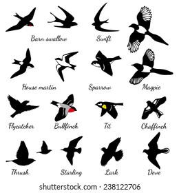 Set of black isolated vector silhouettes of birds (barn swallow, swift, house martin, sparrow, magpie, flycatcher, bullfinch, tit, chaffinch, thrush, starling, lark, dove). Vector illustration. 