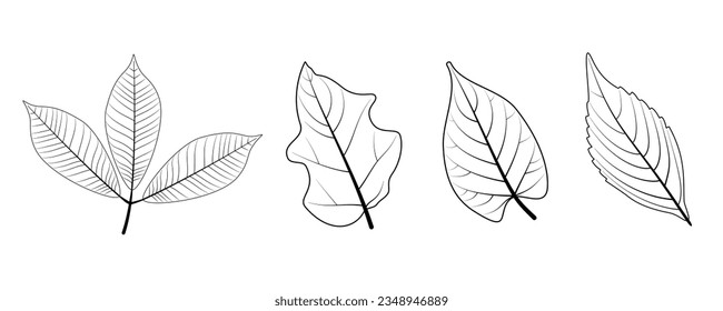 Set of black line art leaf. Vector Illustration.